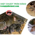 Dich-vu-diet-chuot