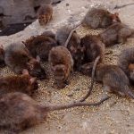 Dịch vụ diệt chuột quận Thủ Đức