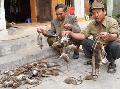 Dịch vụ diệt chuột chuyên nghiệp tại Hà Nội