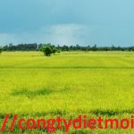 Dịch vụ diệt côn trùng tại Đồng Tháp