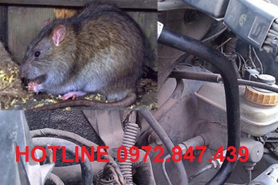 Dịch vụ phòng, chống chuột và đuổi chuột trên xe ôtô