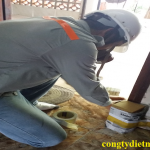 diệt mối tại Cao Bằng