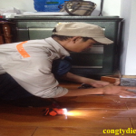 diệt mối tại Bình Định