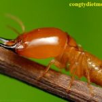 diệt mối tại Phú Yên