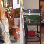 diệt mối tại Quảng Ninh