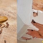 diệt mối tại Hải Phòng