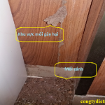 diệt mối tại Nghệ An
