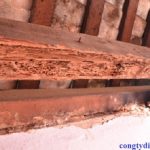 diệt mối tại Nam Định