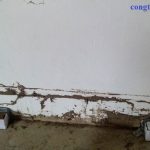 công ty diệt mối tại Quảng Ngãi