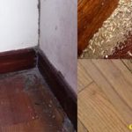 diệt mối tại Điện Biên
