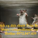 Dịch vụ diệt chuột quận 3