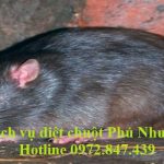 Dịch vụ diệt chuột quận Phú Nhuận