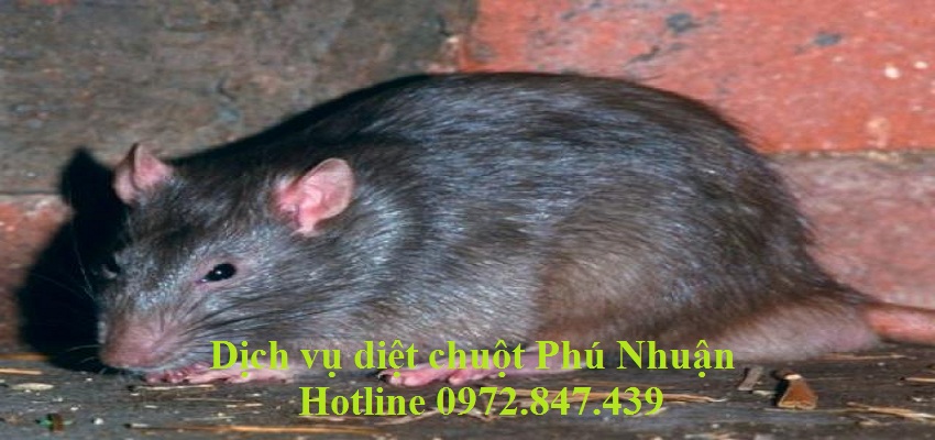 Dịch vụ diệt chuột quận Phú Nhuận