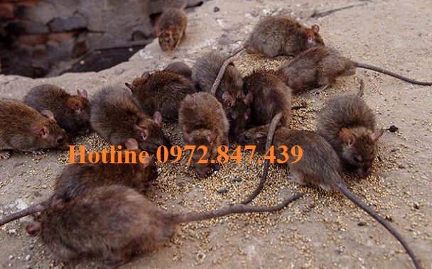 Công ty diệt chuột giá rẻ tại Quảng Trị 