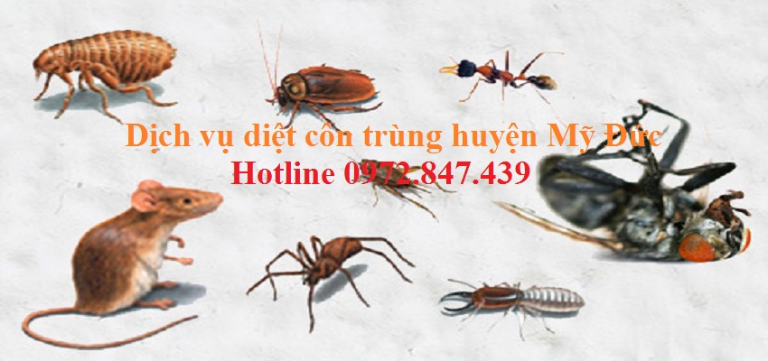 Dịch vụ diệt côn trùng huyện Mỹ Đức