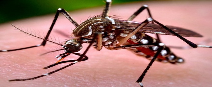 Dịch vụ diệt muỗi giá rẻ tỉnh Yên Bái