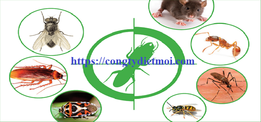 Các loài côn trùng gây hại phổ biến