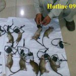 Dịch vụ diệt chuột chuyên nghiệp tại Hà Tĩnh