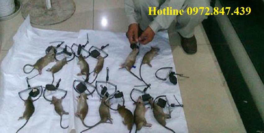 Dịch vụ diệt chuột chuyên nghiệp tại Hà Tĩnh