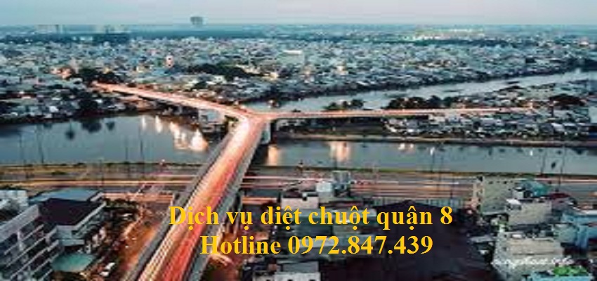 Công ty diệt chuột quận 8