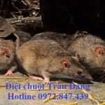 Dịch vụ diệt chuột tại Nghệ An