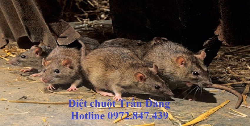 Dịch vụ diệt chuột tại Nghệ An