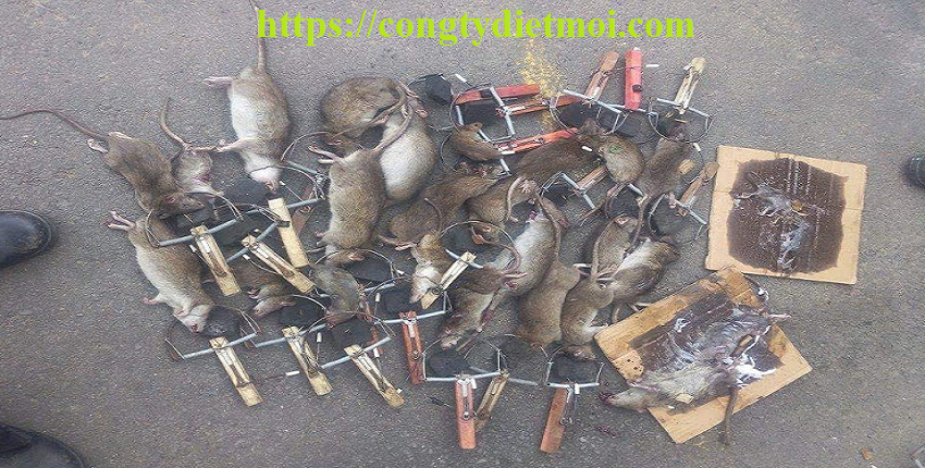 Dịch vụ diệt chuột giá rẻ tại Kon Tum
