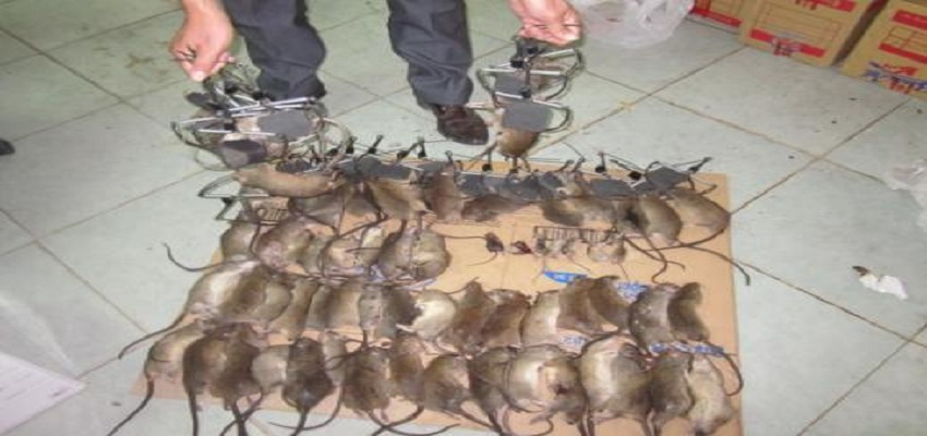 Dịch vụ diệt chuột huyện Cần Giờ