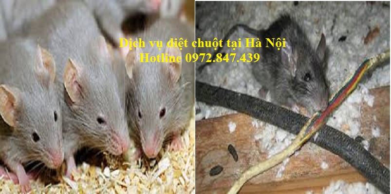 Dịch vụ diệt chuột tại Hà Nội