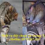 Dịch vụ diệt chuột giá rẻ tỉnh Quảng Ninh