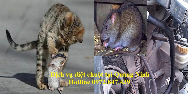 Dịch vụ diệt chuột giá rẻ tỉnh Quảng Ninh 