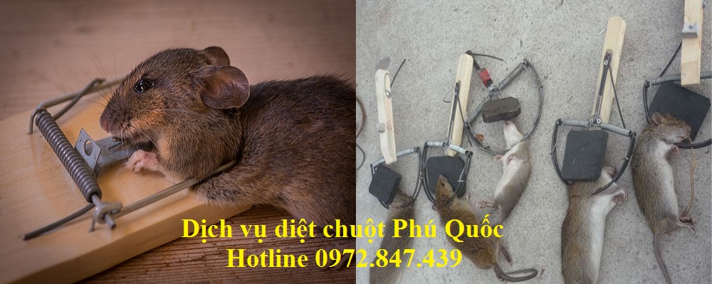 Dịch vụ diệt chuột tận gốc tại Phú Quốc 