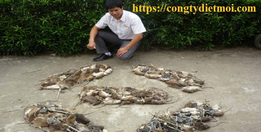 Dịch vụ diệt chuột tỉnh Ninh Bình