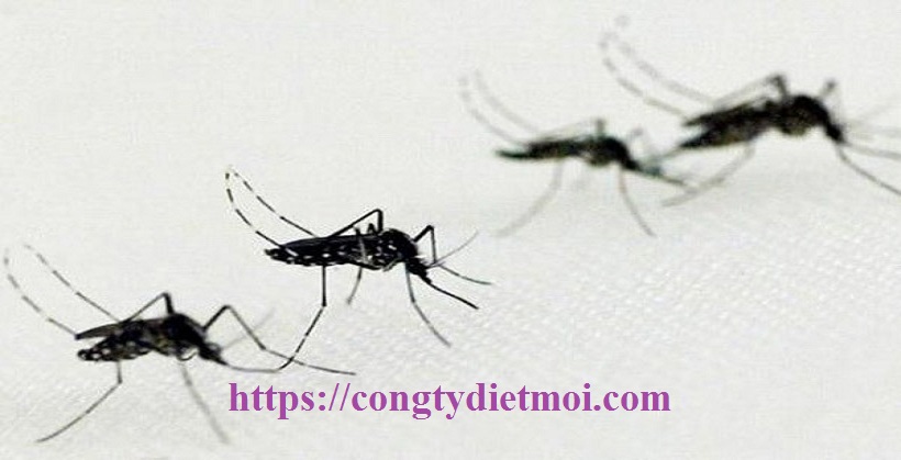 Dịch vụ diệt muỗi tỉnh Bình Phước