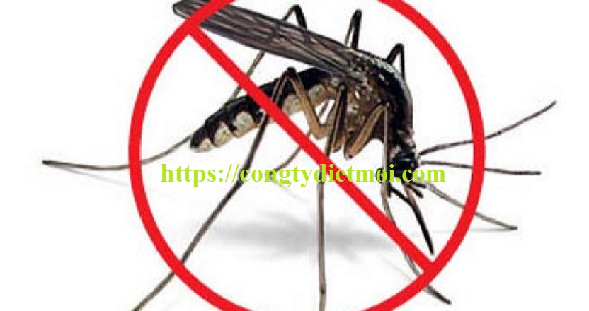 Công ty diệt muỗi giá rẻ tỉnh Hải Dương
