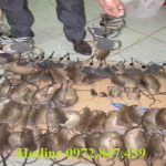 Dịch vụ diệt chuột giá rẻ tỉnh Thừa Thiên Huế