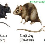 Dịch vụ diệt chuột giá rẻ tại Ninh Thuận