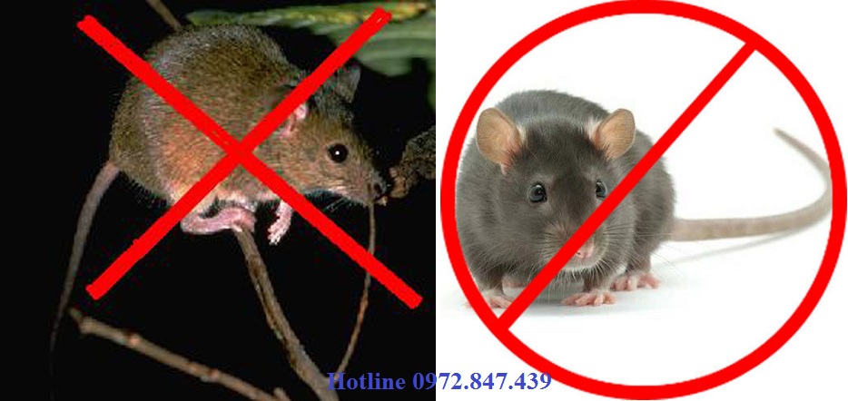 Công ty diệt chuột tại Bình Định
