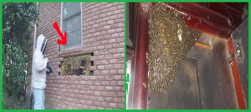 Công ty bắt ong tại Hà Nam