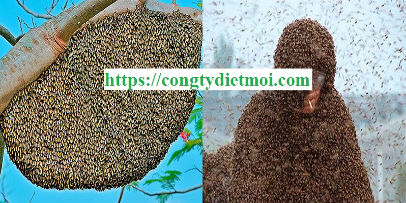 Công ty diệt ong tại Bình Phước