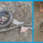 Công ty diệt rắn tại Hà Nam