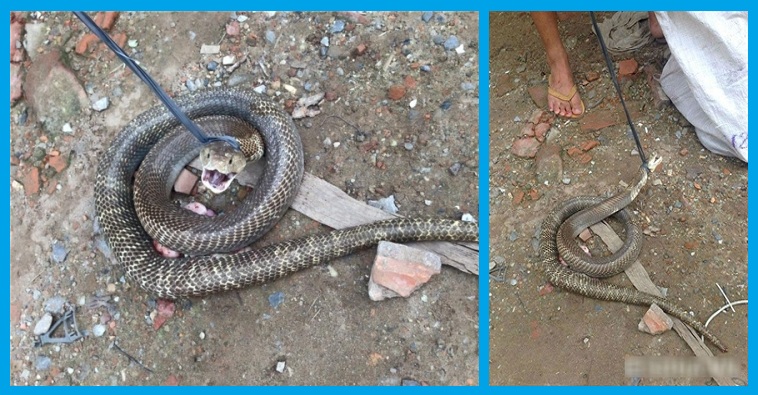 Công ty diệt rắn tại Hà Nam 