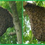 Dịch vụ bắt ong tại nhà Bắc Ninh
