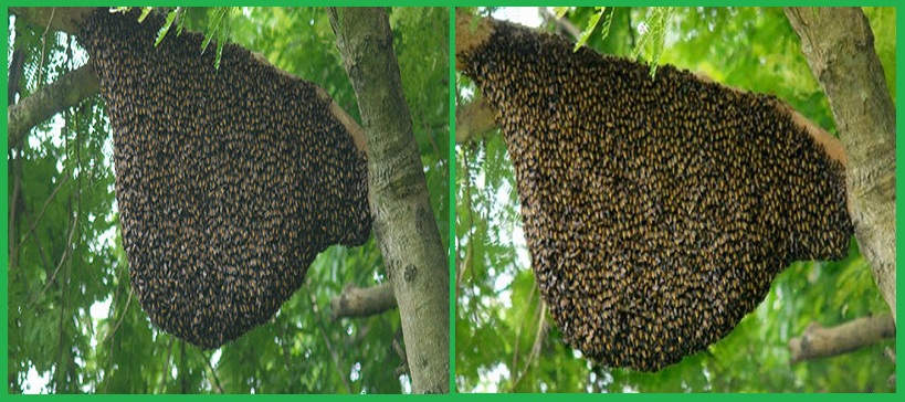 Dịch vụ bắt ong tại nhà Bắc Ninh