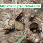 Dịch vụ diệt ong tại Đồng Nai