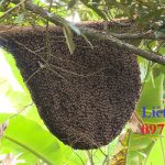 Đơn vị bắt ong tại nhà Tây Ninh