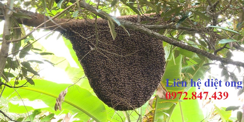 Đơn vị bắt ong tại nhà Tây Ninh