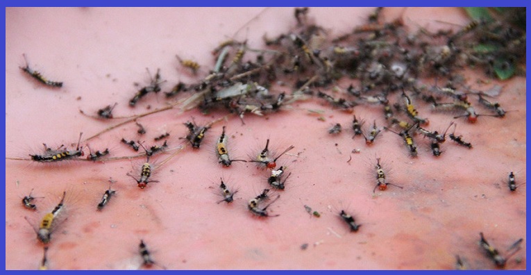Cơ sở phun diệt sâu lông tại Bà Rịa – Vũng Tàu