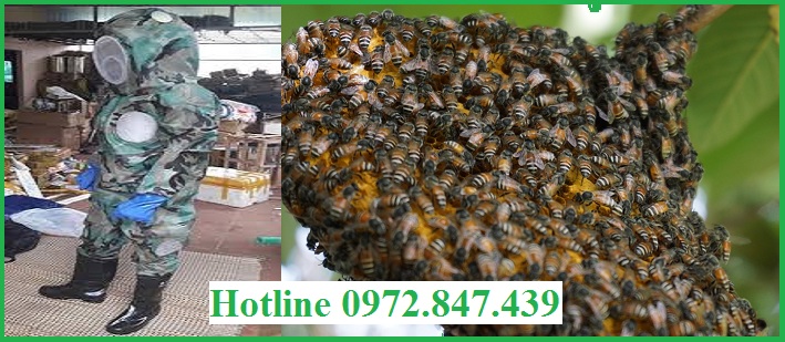 Dịch vụ bắt tổ ong tại Hà Nội