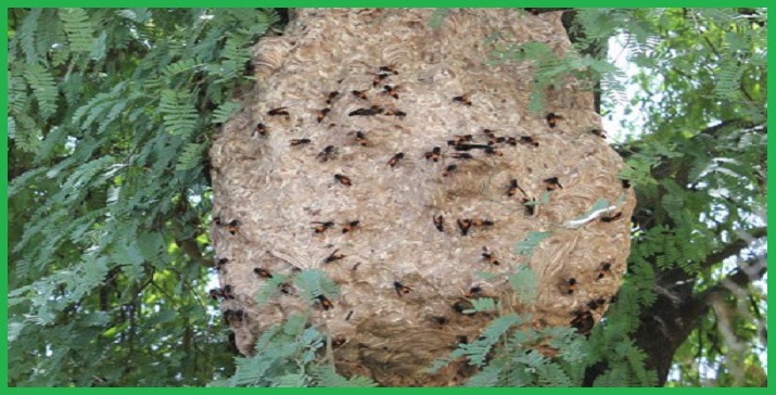 Dịch vụ bắt tổ ong tỉnh Hưng Yên